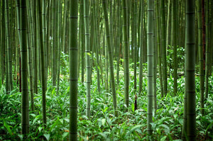 How a Bamboo Toothbrush Company Almost Gave Up (and Why We Didn’t)