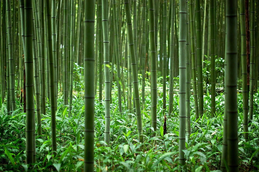 How a Bamboo Toothbrush Company Almost Gave Up (and Why We Didn’t)